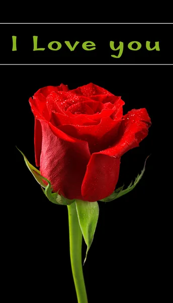 Bella rosa rossa isolata su nero, biglietto di auguri — Foto Stock