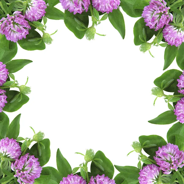 Clover flowers shaped as frame with space for your text — Stock Photo, Image