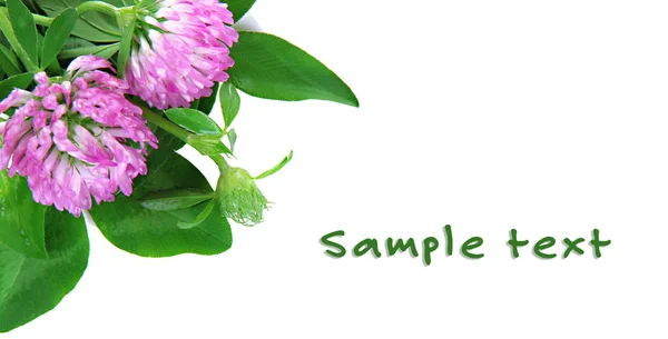 Clover flowers isolated on white with space for your text — Stock Photo, Image