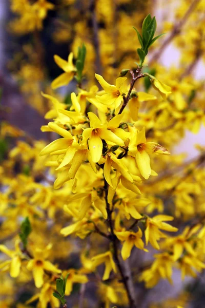 Blooming tree twigs with yellow flowers in spring close up — Stock Photo, Image