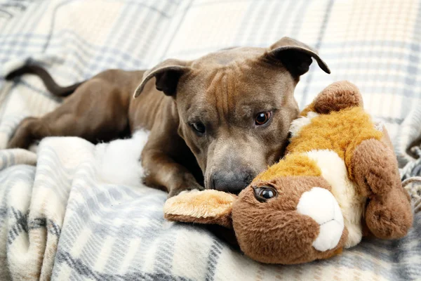 Dog with broken toy bunny rabbit on home interior background