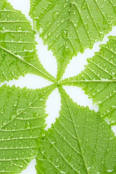 Lindas folhas verdes com gotas de água perto — Fotografia de Stock