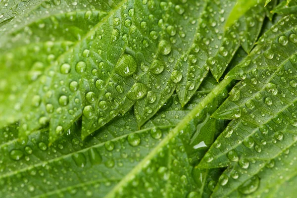 Lindas folhas verdes com gotas de água perto — Fotografia de Stock