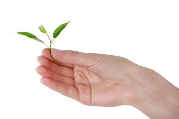 Hand hält frischen grünen Sprössling isoliert auf weißem — Stockfoto