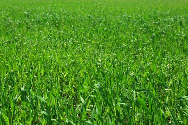 Feld von grünem Gras Hintergrund — Stockfoto