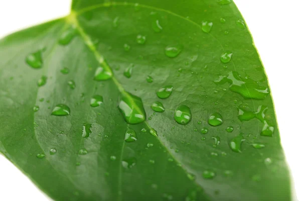 Close-up van groene blad met druppels — Stockfoto