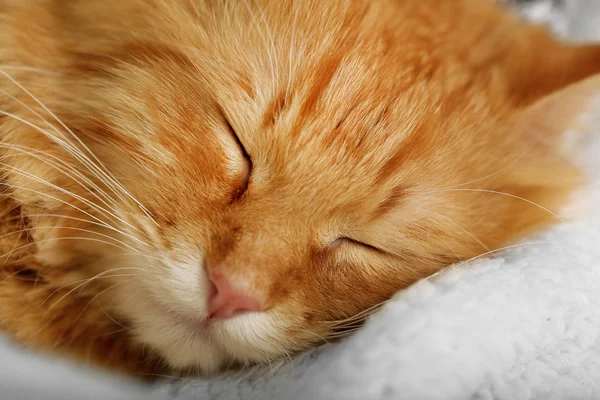 Gato vermelho descansando dentro de casa — Fotografia de Stock