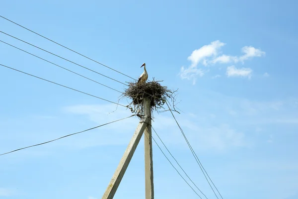 Cigüeña joven en nido de mimbre sobre fondo azul del cielo — Foto de Stock