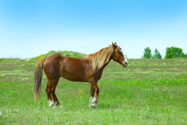 Häst som betar på ängen — Stockfoto