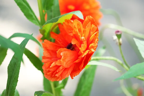 Orange flower over green grass background — Stock Photo, Image