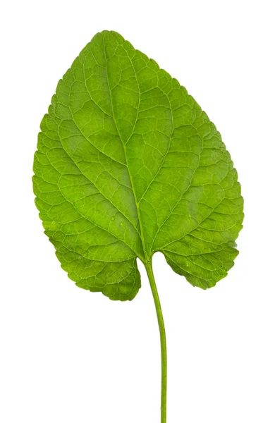 Zelený list izolovaný na bílé — Stock fotografie