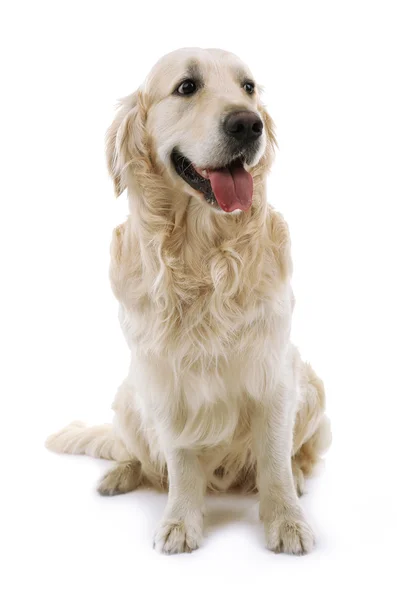 Labrador bonito isolado em branco — Fotografia de Stock