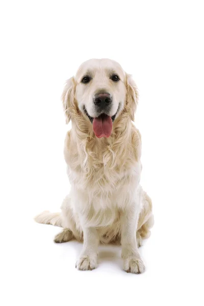 Labrador bonito isolado em branco — Fotografia de Stock