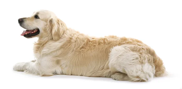 Lindo Labrador aislado en blanco — Foto de Stock