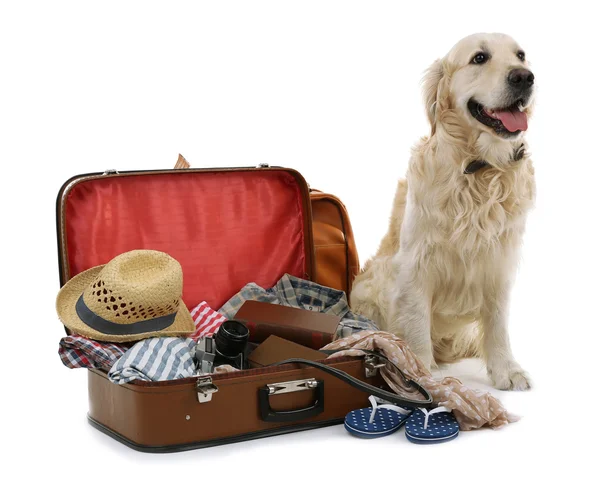 Ładny labrador z walizką na białym tle — Zdjęcie stockowe