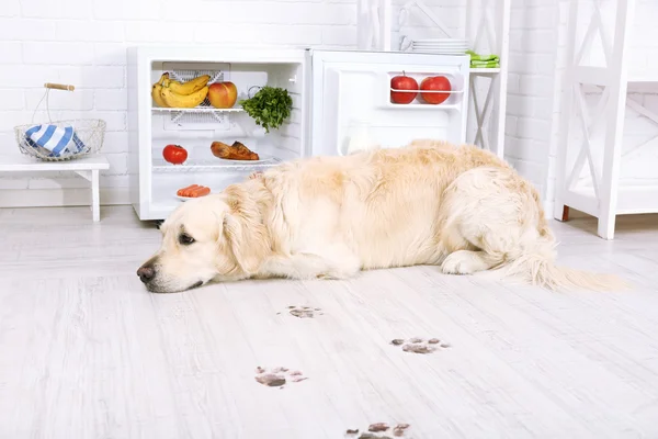 Labrador vicino al frigorifero e impronte di zampe fangose sul pavimento in legno in cucina — Foto Stock
