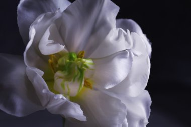 Fresh white tulip, closeup
