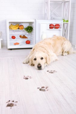 Buzdolabı ve çamurlu pati izlerini yakınındaki Labrador