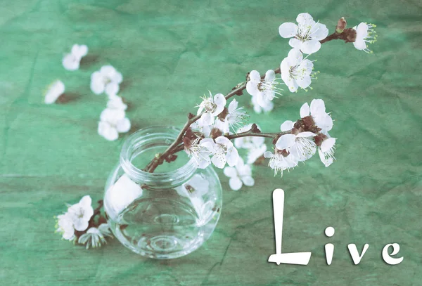 Beautiful fruit-tree twig in jar on old wooden background, greeting card — Φωτογραφία Αρχείου