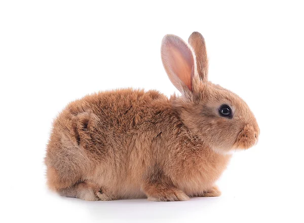 Kleine konijn geïsoleerd op wit — Stockfoto