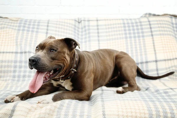 Lindo perro acostado en el sofá, en el fondo interior del hogar — Foto de Stock