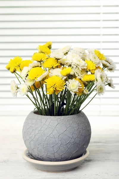 窓辺に鍋に美しい菊 — ストック写真