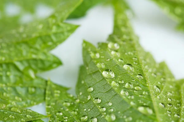 Beautiful green leaves with water drops close up — Stock Photo, Image