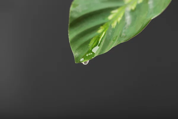 Green leaf with droplets on gray background — Stock Photo, Image