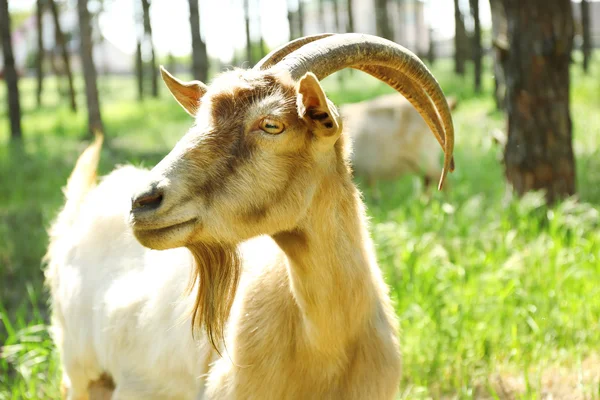 Goat in forest — Stock Photo, Image