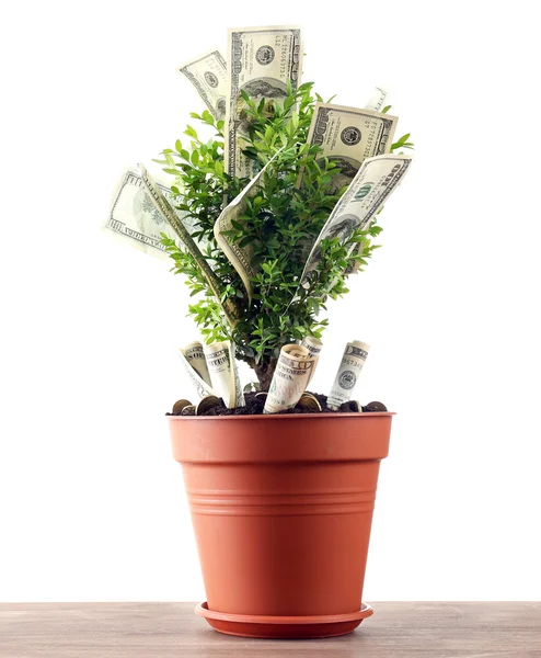 Árbol decorativo en maceta con dinero en mesa aislado en blanco —  Fotos de Stock