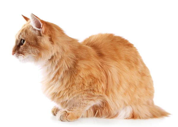 Kırmızı kedi yalan, beyaz arka plan üzerinde izole — Stok fotoğraf