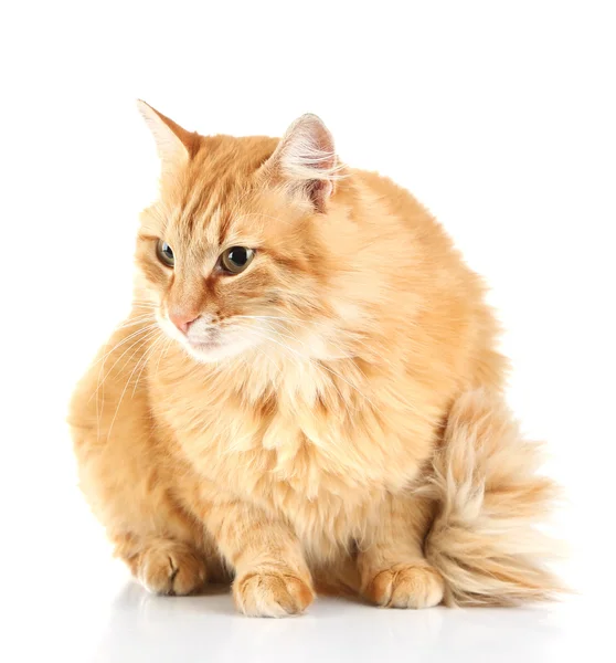 Red cat isolated on white background — Stock Photo, Image