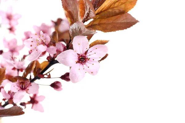 Flowering branch isolated on white — Stock Photo, Image