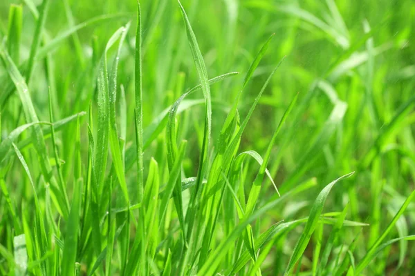 Zelená tráva s rosou na přírodní pozadí, zblízka — Stock fotografie