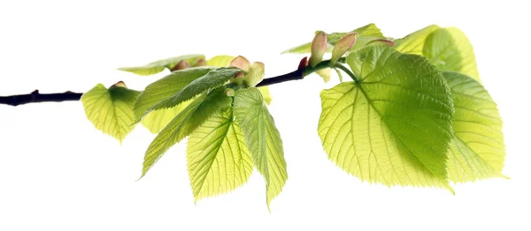 Rama con hojas de primavera aisladas en blanco —  Fotos de Stock