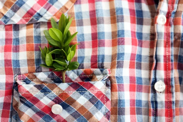 Zweig mit frischen Blättern in Hemdtasche, Nahaufnahme — Stockfoto