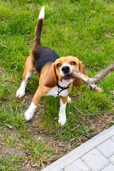 Cão engraçado bonito no parque — Fotografia de Stock