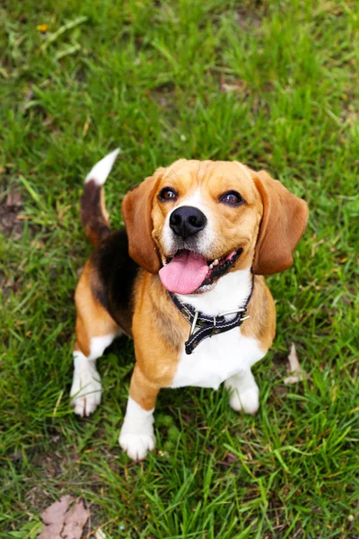 Grappige schattige hond in park — Stockfoto