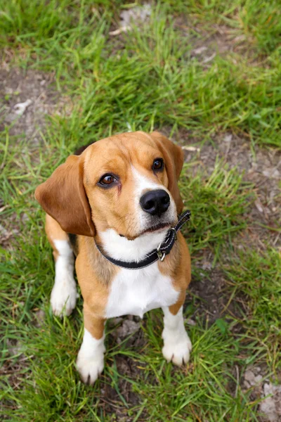 Divertido lindo perro en el parque — Foto de Stock