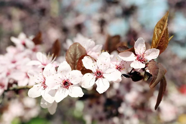 Ramitas de árboles florecientes con flores rosas en primavera — Foto de Stock