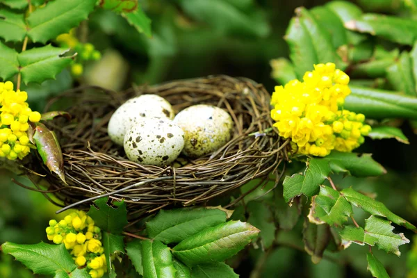 Gniazdo z jajami wikliny na tle zielonym drzewem — Zdjęcie stockowe