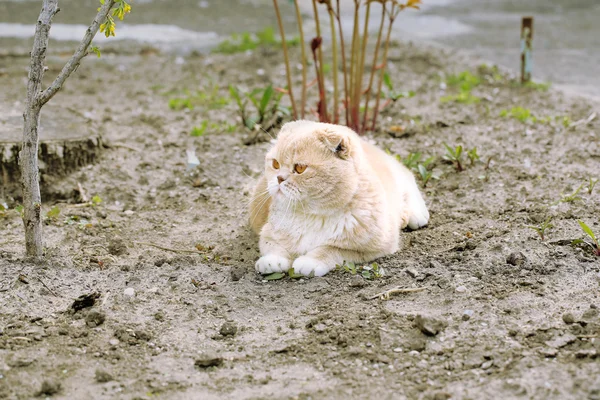 British cat outdoors — Stock Photo, Image