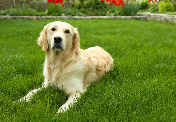Labrador manis duduk di rumput hijau, luar ruangan — Stok Foto