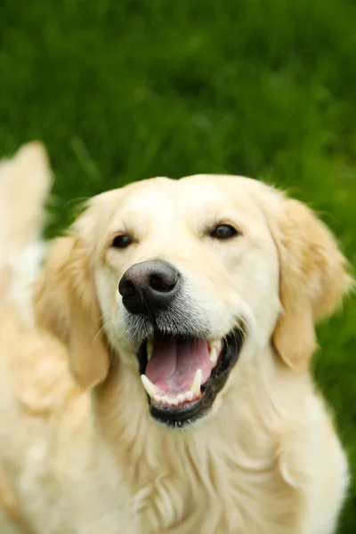 Bedårande labrador sitter på grönt gräs, utomhus — Stockfoto