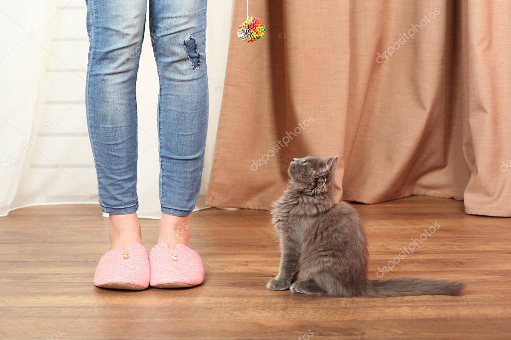 Cute gray kitten with owner on floor at home 