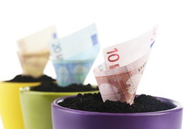 renkli Çiçeklik üzerinde beyaz izole para büyüyen