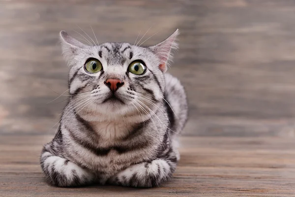Krásná kočka na dřevěné pozadí — Stock fotografie