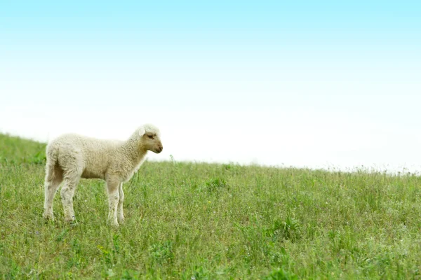 Sevimli kuzu çayırda otlatma — Stok fotoğraf