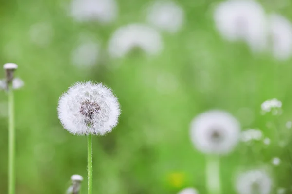 Güzel dandelions çiçekler açık havada — Stok fotoğraf
