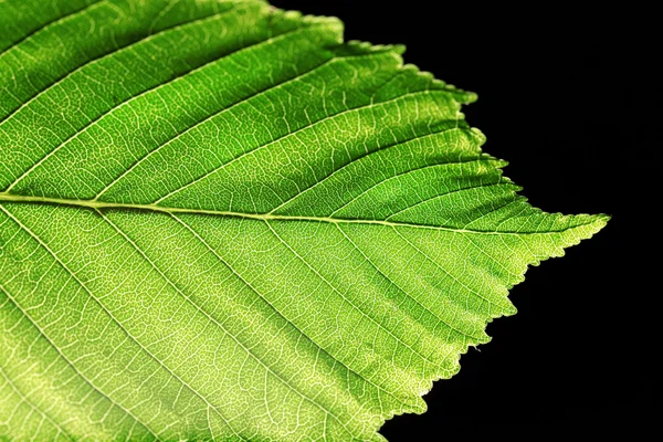 Boom groene blad close-up — Stockfoto